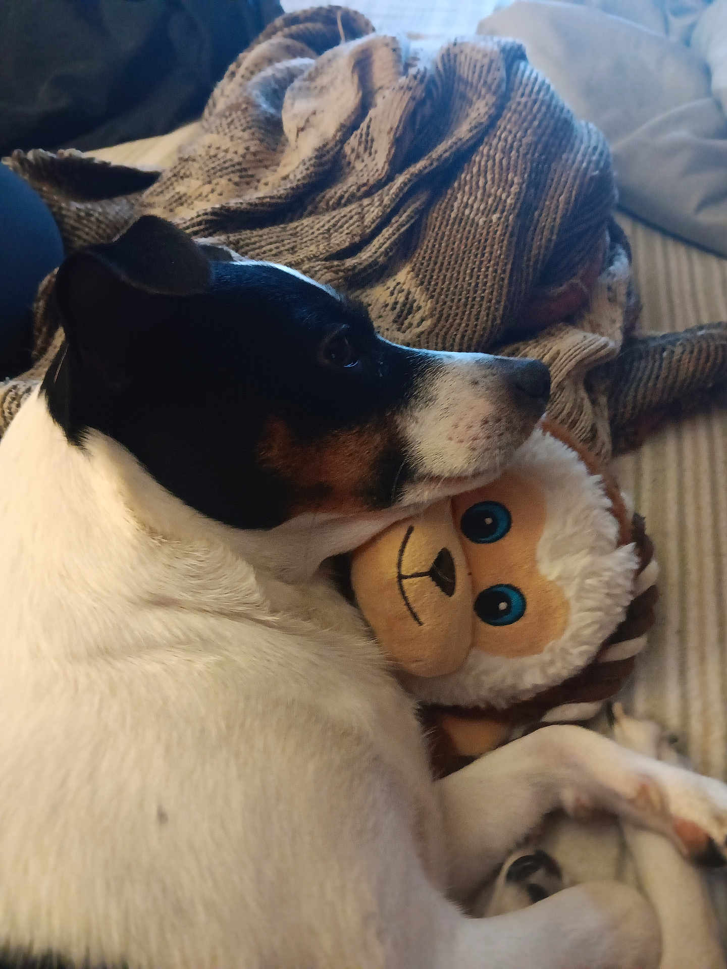 Lettie Blaze is registered to the contest to win money with this photo: dog, stuffed_toy, blanket, bed, resting, cozy, indoor, white_fur, black_fur, brown_fur, snuggling, plush, toy, relaxed, side_view, soft_texture, animal, pet, comfort, cuddling