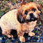 Kadie is registered to the contest to win money with this photo: dog, small_dog, outdoor, grass, gravel, curious, fluffy, brown_fur, pet, animal, cute, looking_up, nature, ears, tail, ground, mammal, fur, closeup, adorable