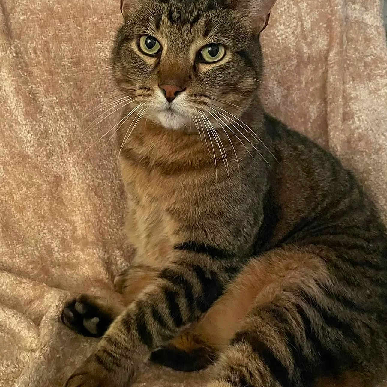 Brody joined the competition — help win amazing prizes! cat, tabby, pet, animal, feline, whiskers, paw, fur, striped, green_eyes, indoor, resting, closeup, mammal, cute, domestic, relaxed, soft_texture, blanket, portrait