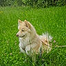 dog, canine, outdoor, grass, greenery, meadow, wildflowers, flora, nature, pet, animal, fur, leash, calm, side_view, summer, peaceful, field, plant, daylight