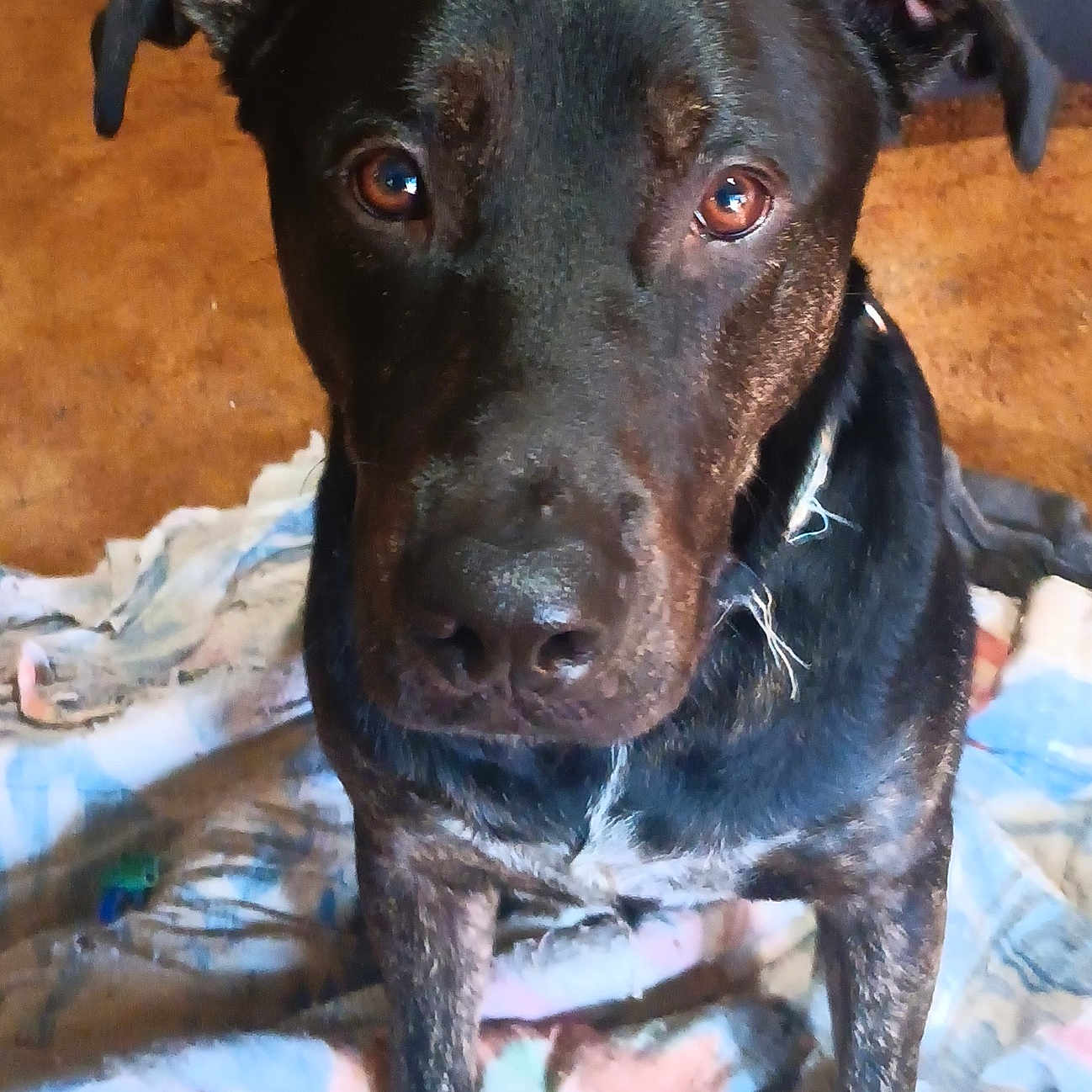 Shadow joined the competition — help win amazing prizes! animal, black_dog, blanket, brindle, canine, close_up, companion, curious, dog, domestic_animal, ears, eyes, floor, fur, indoor, mammal, nose, pet, portrait, sitting