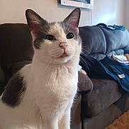 Ramona is registered to the contest to win money with this photo: animal, calm, cat, closeup, couch, cozy, domestic, feline, fur, furniture, gray, household, indoor, living_room, pet, portrait, sitting, sofa, whiskers, white