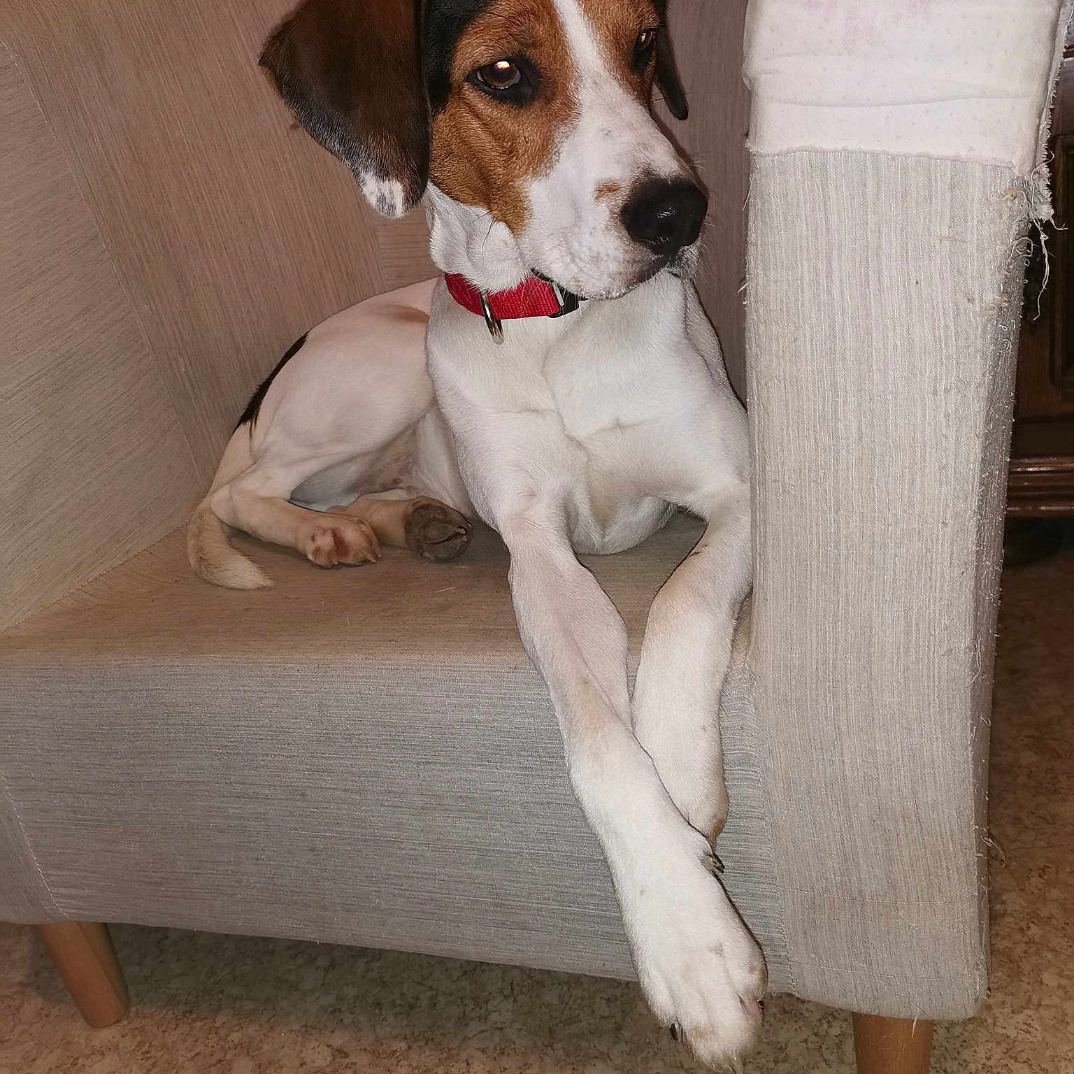 Zazou