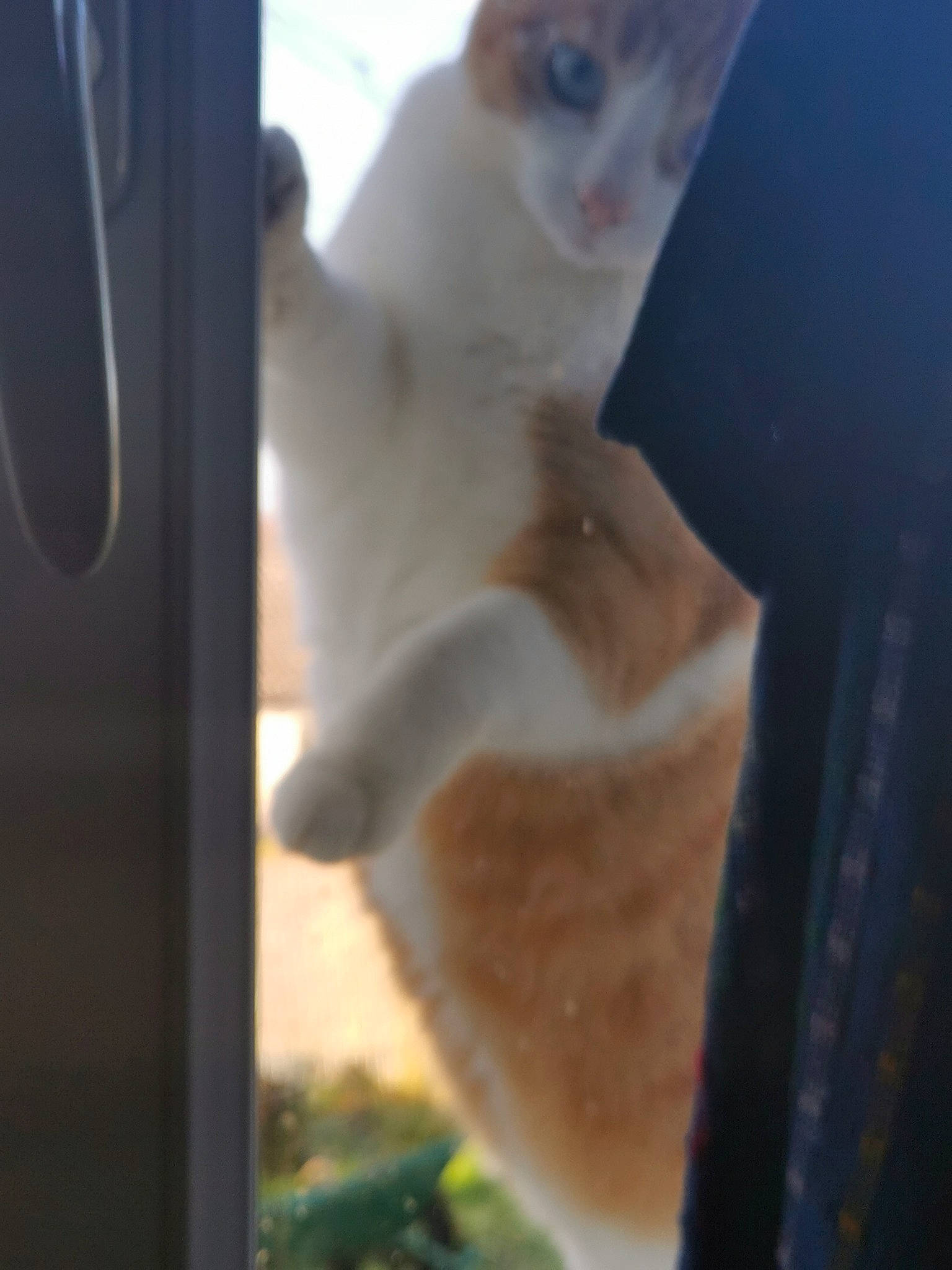 Angelo participe au concours pour gagner de l'argent avec cette photo : animal_shelter, canidae, carnivore, cat, claw, cockatoo, companion_dog, dog_breed, domestic_short_haired_cat, ear, eye, fawn, felidae, fur, paw, small_to_medium_sized_cats, tail, whiskers