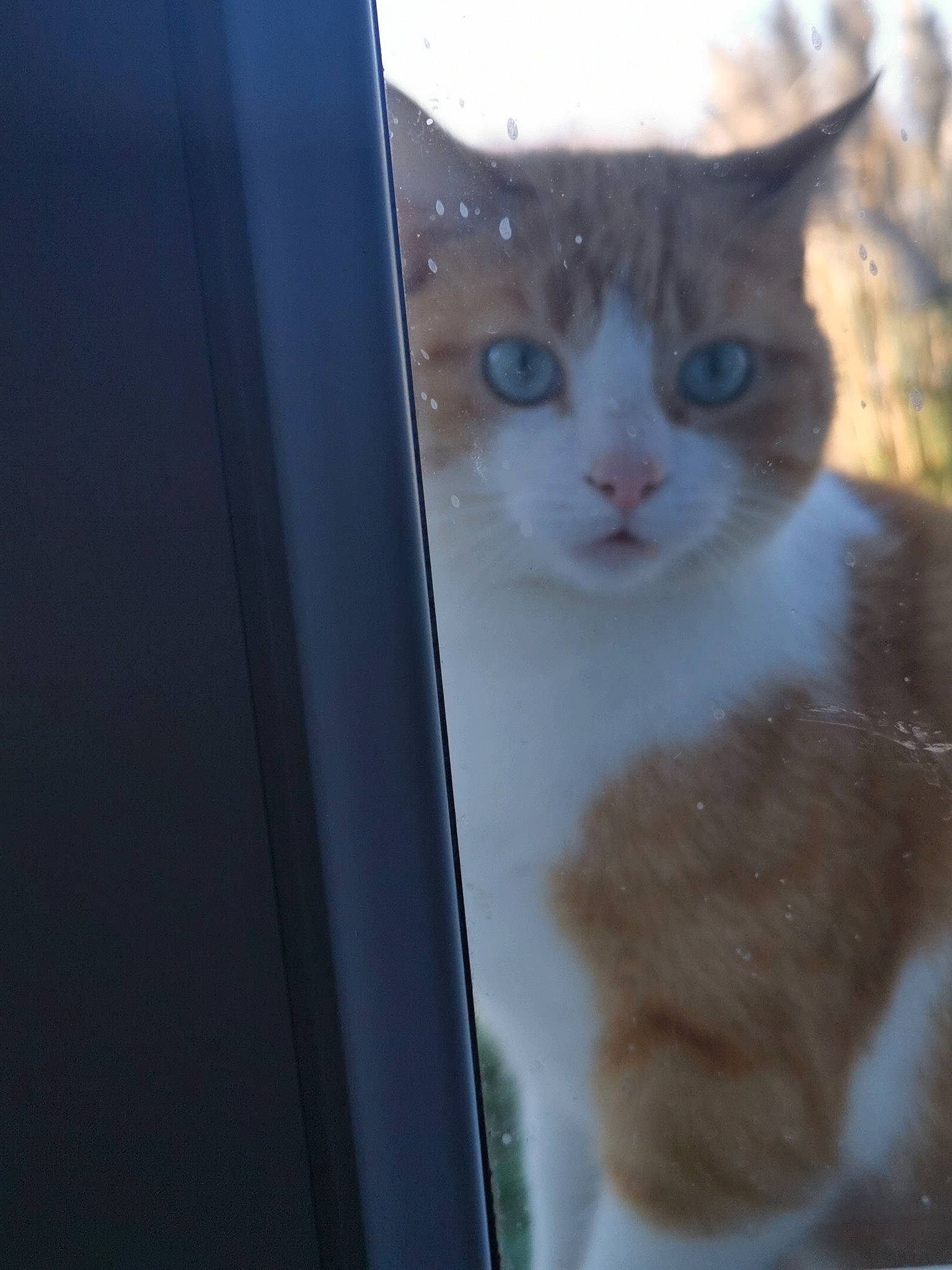 Angelo participe au concours pour gagner de l'argent avec cette photo : carnivore, cat, domestic_short_haired_cat, door, fawn, felidae, fur, paw, sky, small_to_medium_sized_cats, snout, tail, terrestrial_animal, tree, whiskers, window, wood