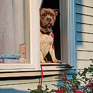 Chevy joined the competition — help win amazing prizes! dog, window, red_collar, flowers, greenery, house_siding, blue_siding, white_window_frame, pet, outdoor, garden, plant, red_flowers, canine, sunlight, curtain, animal, leash, portrait, watchful