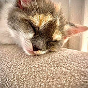 Mimi a rejoint le concours — aidez-le/la à gagner de superbes lots ! cat, sleeping, close_up, fur, whiskers, resting, cozy, soft_texture, animal, pet, relaxation, cute, peaceful, indoor, mammal, feline, head, face, ear, nap