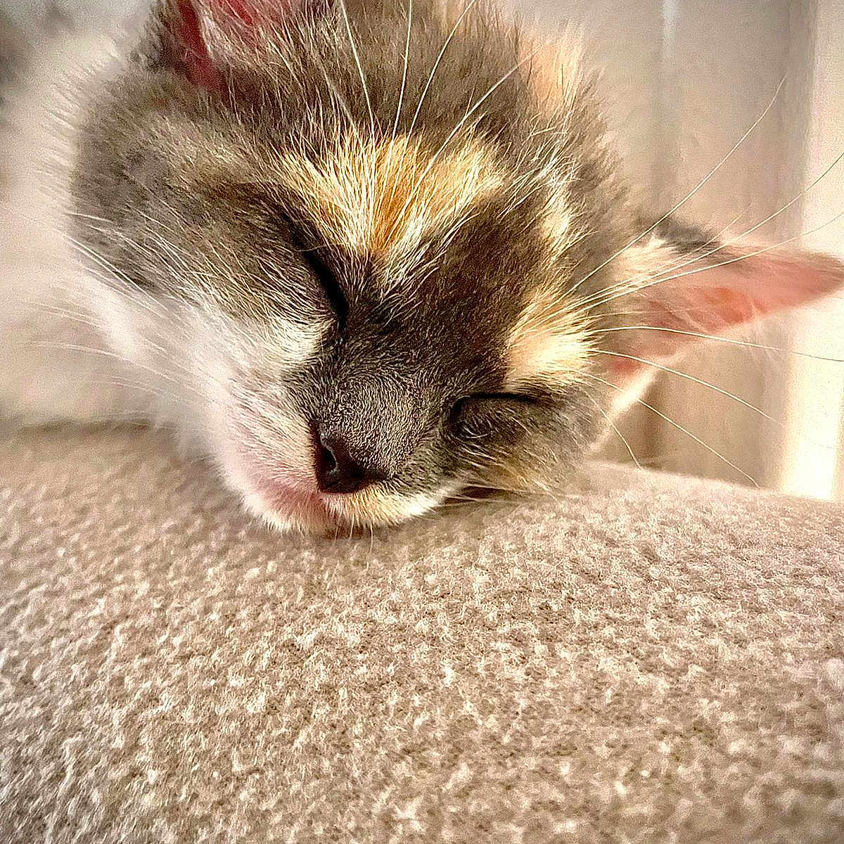 Mimi