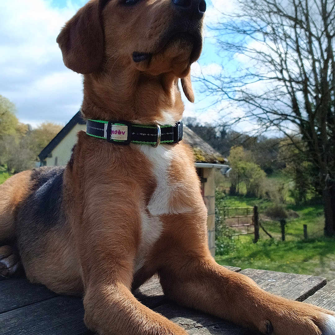 Hazel participe au concours pour gagner de l'argent avec cette photo : animal, canine, clouds, collar, daytime, dog, fence, grass, house, nature, outdoor, pet, portrait, resting, serene, sky, sunlight, table, tree, wood