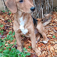 Hazel a rejoint le concours — aidez-le/la à gagner de superbes lots ! dog, puppy, brown_fur, white_chest, sitting, wood_chips, green_plants, dry_grass, outdoor, nature, animal, pet, cute, young_dog, fur, ears, tail, snout, eyes, ground