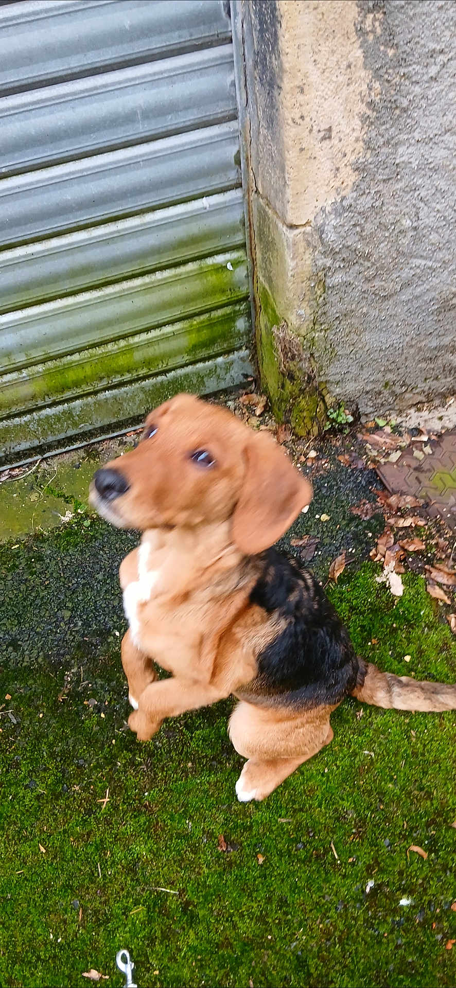 Hazel participe au concours pour gagner de l'argent avec cette photo : dog, brown, black, moss, ground, wall, metal_shutter, outdoor, pet, canine, sitting, fur, nature, blurry, texture, old_wall, leaves, sidewalk, animal, closeup