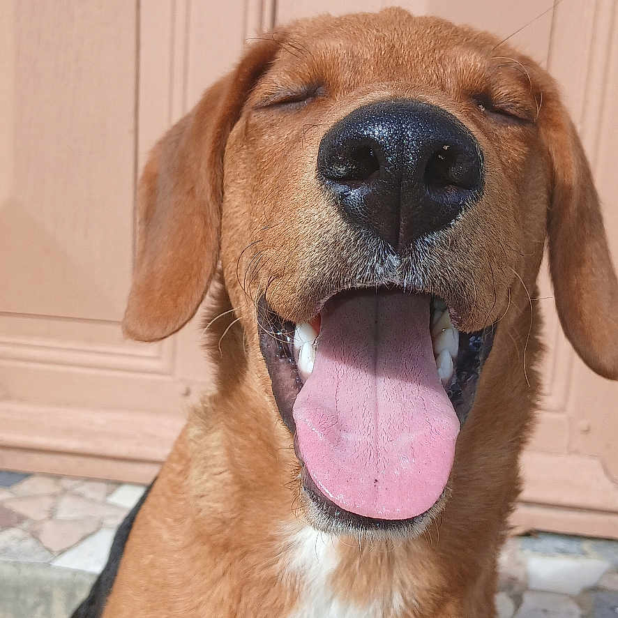 Hazel participe au concours pour gagner de l'argent avec cette photo : animal, black_nose, brown_fur, canine, close_up, cute, dog, domestic_animal, door, ears, friendly, happy, outdoor, pet, portrait, sitting, smiling, stone_floor, sunlight, tongue_out