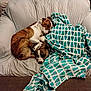 Rosco is registered to the contest to win money with this photo: dog, sleeping, couch, blanket, striped, brown, white, cozy, indoor, pets, snuggling, relaxing, furniture, home, soft, resting, companion, animal, comfort, warm