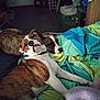 Rosco joined the competition — help win amazing prizes! dog, brindle, bed, blanket, indoor, resting, sleepy, pet, animal, cozy, comfort, domestic, furniture, relaxing, two_animals, lying_down, snuggling, canine, household, room