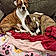 Rosco