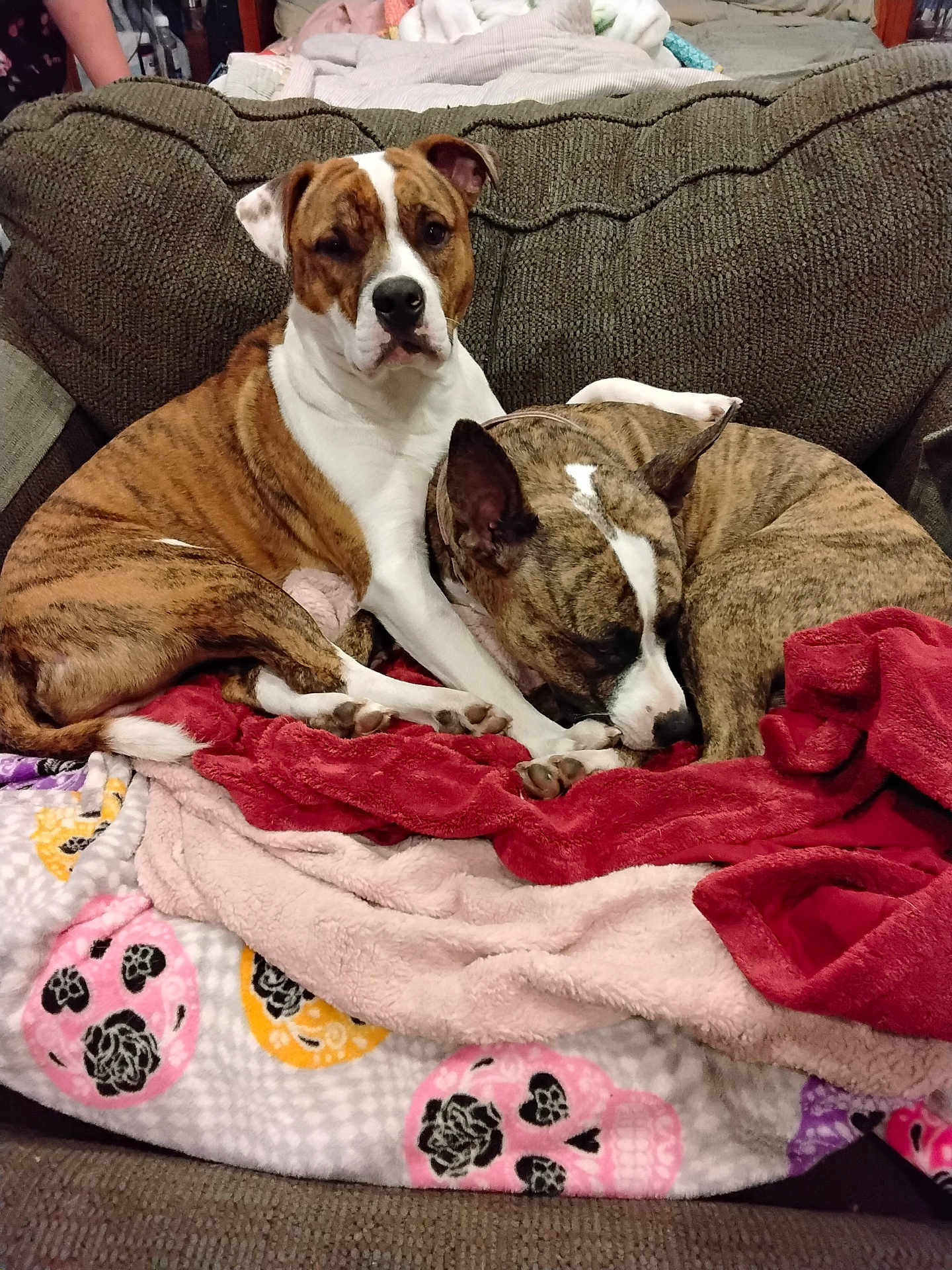 Rosco joined the competition — help win amazing prizes! dog, brindle_coat, couch, blanket, fleece, skull_pattern, pet, animal, resting, sleeping, cozy, indoor, fur, companion, snuggle, brown, white, paw, ears, relaxed