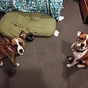 Rosco is registered to the contest to win money with this photo: dog, indoor, carpet, dog_bed, toy, brown, white, pet, canine, animal, looking_up, ears_up, collar, floor, room, furniture, paper, domestic, two_dogs, attention