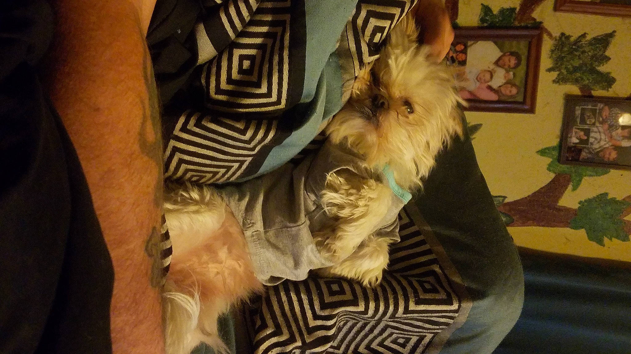 Peaches is registered to the contest to win money with this photo: canidae, carnivore, comfort, companion_dog, dog, dog_breed, dog_clothes, dog_supply, fashion_accessory, fawn, fur, houseplant, picture_frame, small_terrier, sporting_group, terrier, toy_dog, working_animal