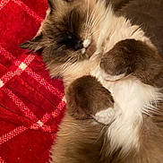 Storm is registered to the contest to win money with this photo: animal, cat, cozy, cute, domestic_animal, feline, fluffy, fur, indoors, mammal, paws, pet, plaid, red_blanket, relaxed, resting, sleeping, soft, warm, whiskers