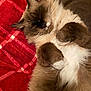 animal, cat, cozy, cute, domestic_animal, feline, fluffy, fur, indoors, mammal, paws, pet, plaid, red_blanket, relaxed, resting, sleeping, soft, warm, whiskers