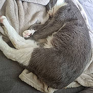 Foufounette a rejoint le concours — aidez-le/la à gagner de superbes lots ! cat, gray_cat, white_cat, sleeping, nap, blanket, soft_texture, couch, indoor, cozy, pet, fur, paws, relaxed, resting, feline, comfort, cute, domestic_animal, warm