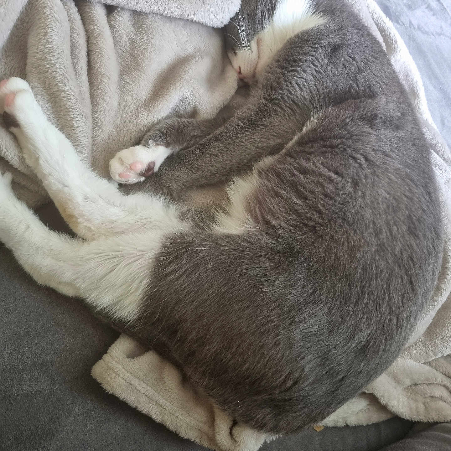 Foufounette a rejoint le concours — aidez-le/la à gagner de superbes lots ! blanket, cat, comfort, couch, cozy, cute, domestic_animal, feline, fur, gray_cat, indoor, nap, paws, pet, relaxed, resting, sleeping, soft_texture, warm, white_cat