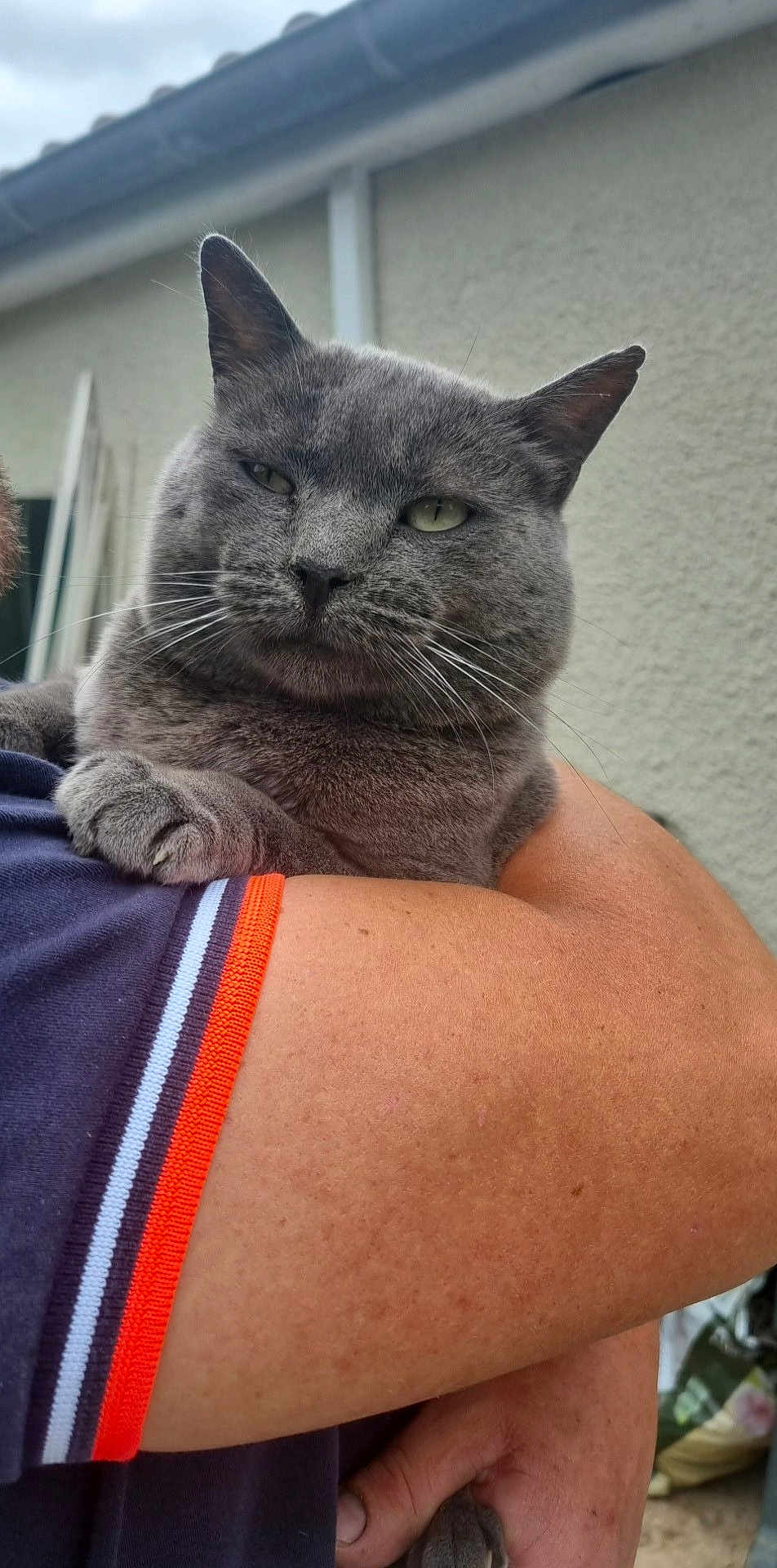 Bebouille participe au concours pour gagner de l'argent avec cette photo : cat, gray_cat, pet, animal, close_up, person, arm, hand, outdoor, fur, whiskers, eyes, portrait, holding, shirt, striped_sleeve, skin, background, building, window