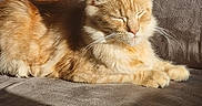 Army a rejoint le concours — aidez-le/la à gagner de superbes lots ! animal, cat, couch, cozy, cute, domestic_animal, ears, feline, fluffy, fur, indoor, mammal, orange_tabby, paw, pet, relaxing, resting, sleeping, sunlight, whiskers