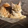 animal, cat, couch, cozy, cute, domestic_animal, ears, feline, fluffy, fur, indoor, mammal, orange_tabby, paw, pet, relaxing, resting, sleeping, sunlight, whiskers