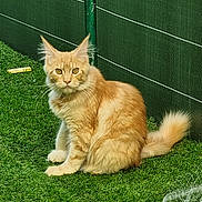 Army participe au concours pour gagner de l'argent avec cette photo : alert, animal, cat, domestic_animal, ears, feline, fence, fluffy, fur, grass, green_pole, looking_at_camera, nature, orange_cat, outdoor, pet, sitting, tabby, tail, whiskers