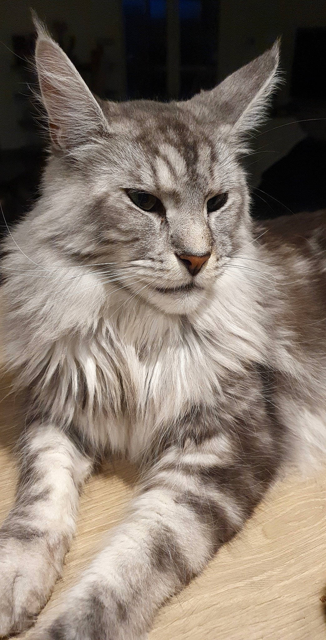 Oxbow a rejoint le concours — aidez-le/la à gagner de superbes lots ! carnivore, cat, claw, close_up, domestic_short_haired_cat, eye, felidae, fur, iris, maine_coon, monochrome_photography, paw, plant, small_to_medium_sized_cats, snout, terrestrial_animal, tree, whiskers, wildlife, window