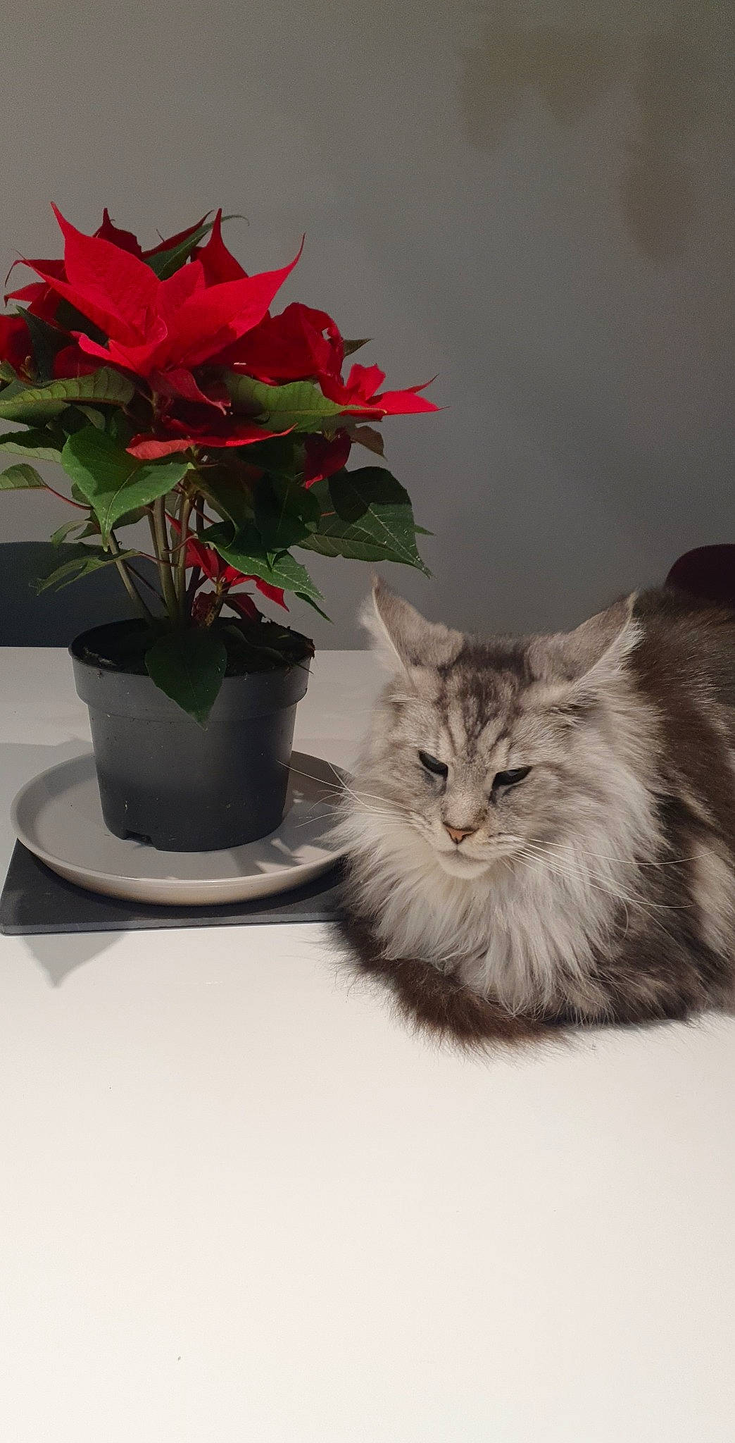 Oxbow participe au concours pour gagner de l'argent avec cette photo : carnivore, cat, felidae, flower, flower_arranging, flowerpot, fur, grey, houseplant, hybrid_tea_rose, petal, plant, rose, rose_family, rose_order, small_to_medium_sized_cats, snout, vase, whiskers, window