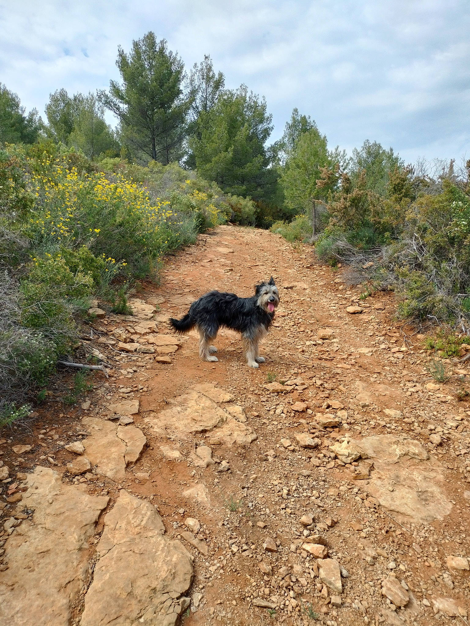 Pepsi participe au concours pour gagner de l'argent avec cette photo : australian_cattle_dog, bedrock, carnivore, chaparral, cloud, dog, dog_breed, flower, grass, landscape, natural_landscape, plant, rock, shrub, shrubland, sky, soil, sporting_group, trail, tree