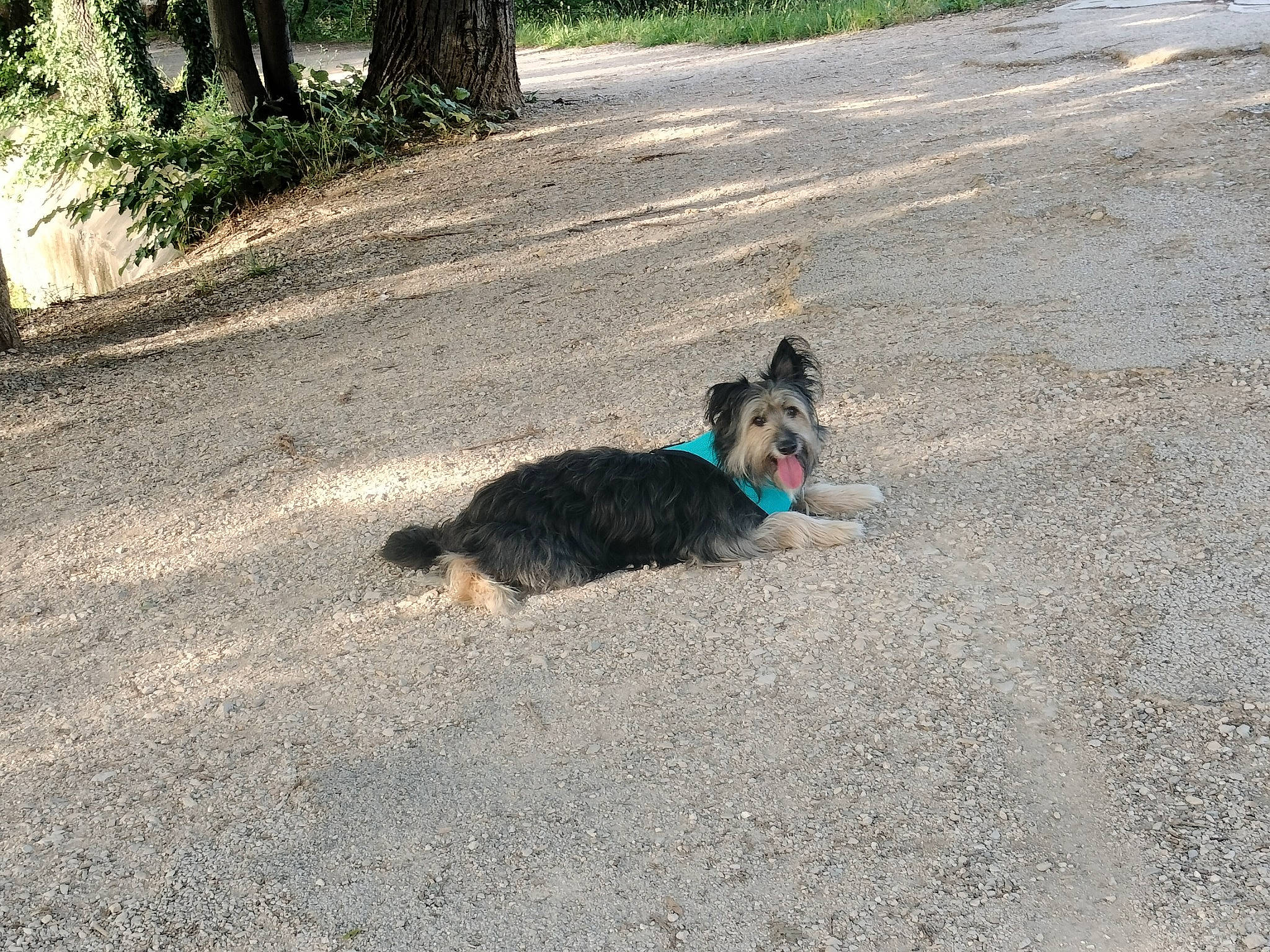 Pepsi participe au concours pour gagner de l'argent avec cette photo : asphalt, canidae, carnivore, collar, companion_dog, dog, dog_breed, felidae, grass, leash, plant, road, road_surface, shade, shadow, soil, sporting_group, tail, tar, tree