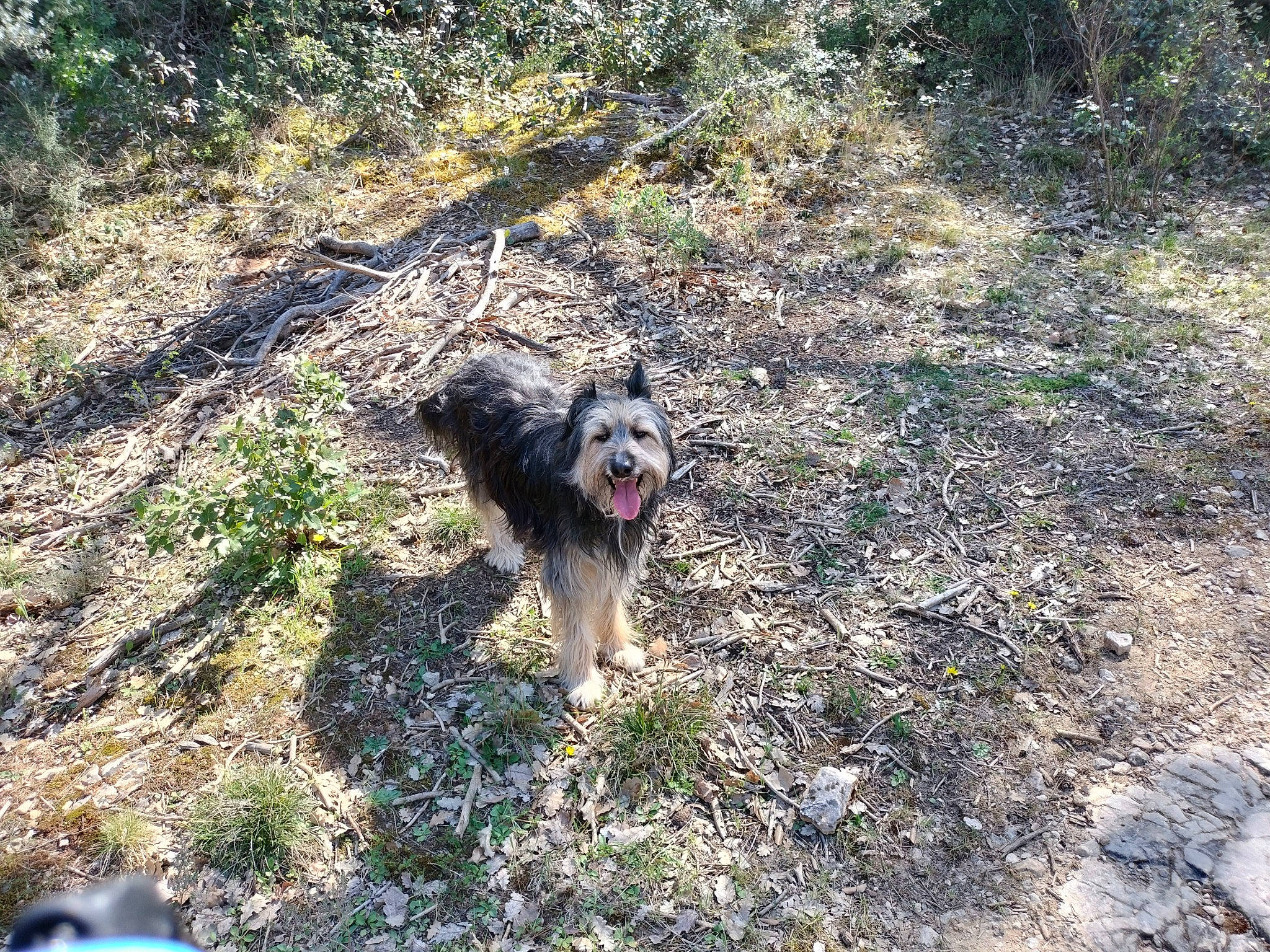 Pepsi a rejoint le concours — aidez-le/la à gagner de superbes lots ! canidae, carnivore, carpathian_shepherd_dog, companion_dog, dog, dog_breed, grass, herding_dog, leonberger, plant, soil, sporting_group, terrestrial_animal, working_animal, working_dog