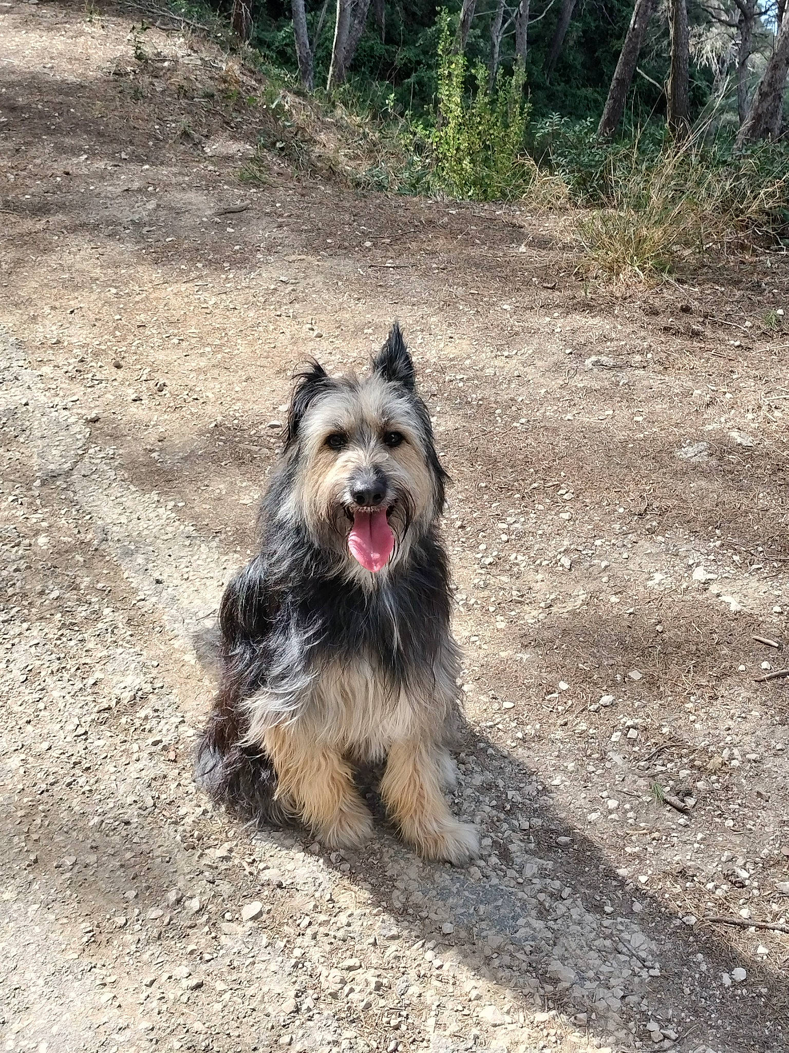 Pepsi a rejoint le concours — aidez-le/la à gagner de superbes lots ! biewer_terrier, canidae, carnivore, companion_dog, dog, dog_breed, grass, plant, small_terrier, snout, soil, sporting_group, tail, terrestrial_animal, terrier, toy_dog, tree, water_dog, working_animal, yorkipoo