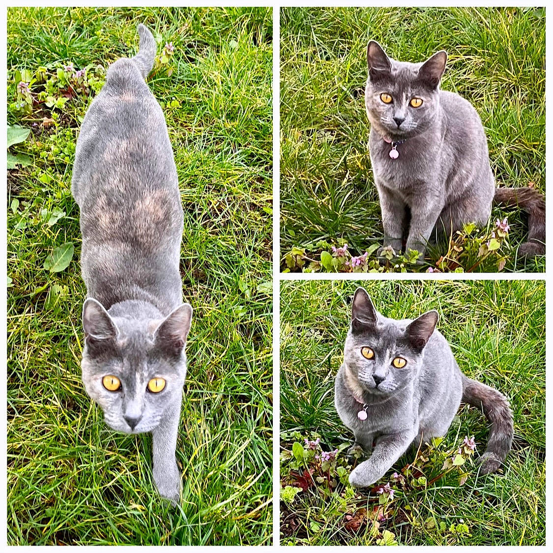 Belle participe au concours pour gagner de l'argent avec cette photo : art, carnivore, cat, creative_arts, felidae, fur, grass, green, grey, groundcover, internet_meme, mammal, nature, organism, plant, small_to_medium_sized_cats, tail, terrestrial_plant, vertebrate, whiskers