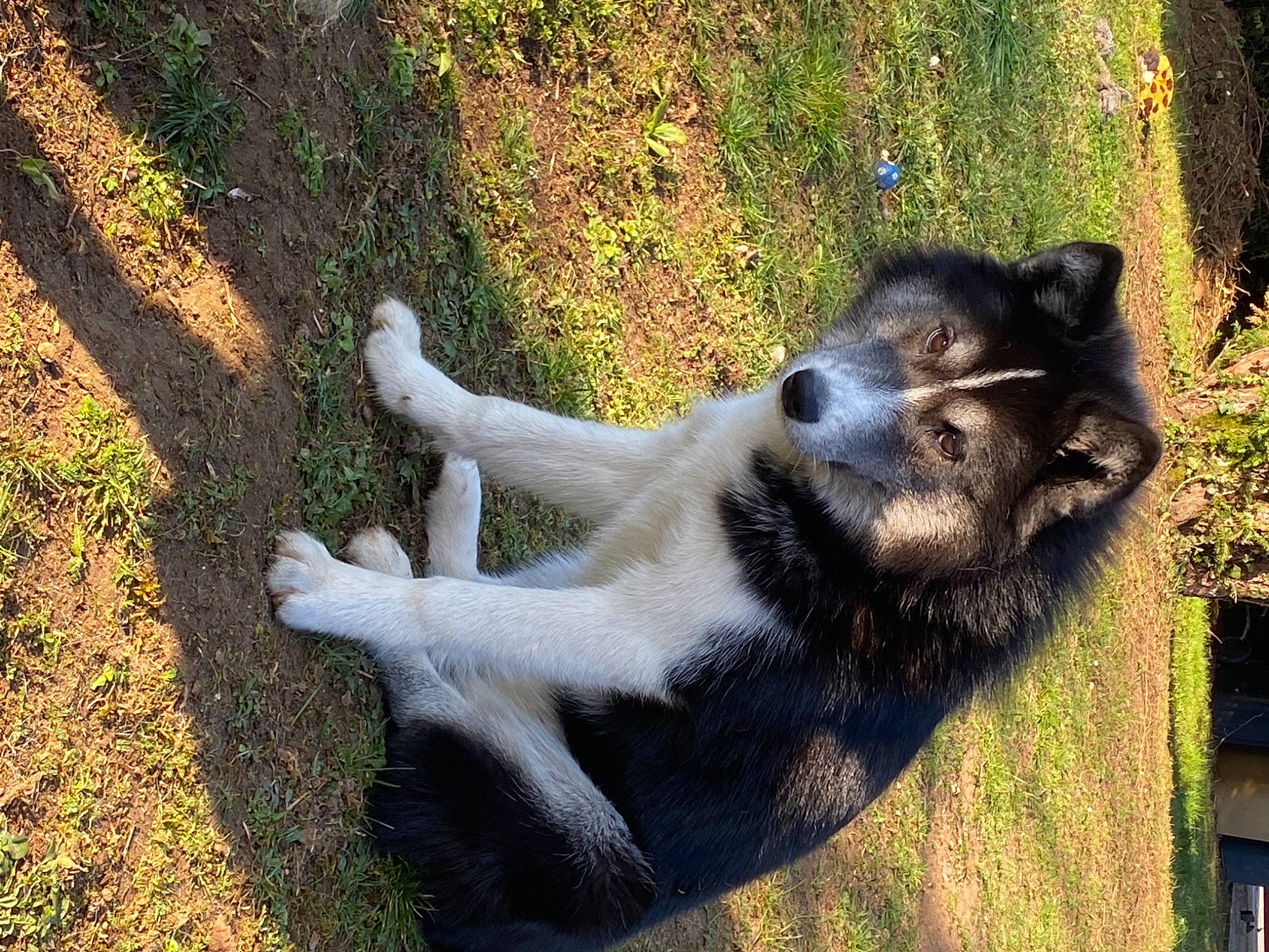 Roxy a rejoint le concours — aidez-le/la à gagner de superbes lots ! canidae, carnivore, dog_breed, drill, fawn, fur, giant_anteater, grass, hyena, lemur, paw, plant, shadow, snout, sporting_group, tail, terrestrial_animal, wildlife, working_animal