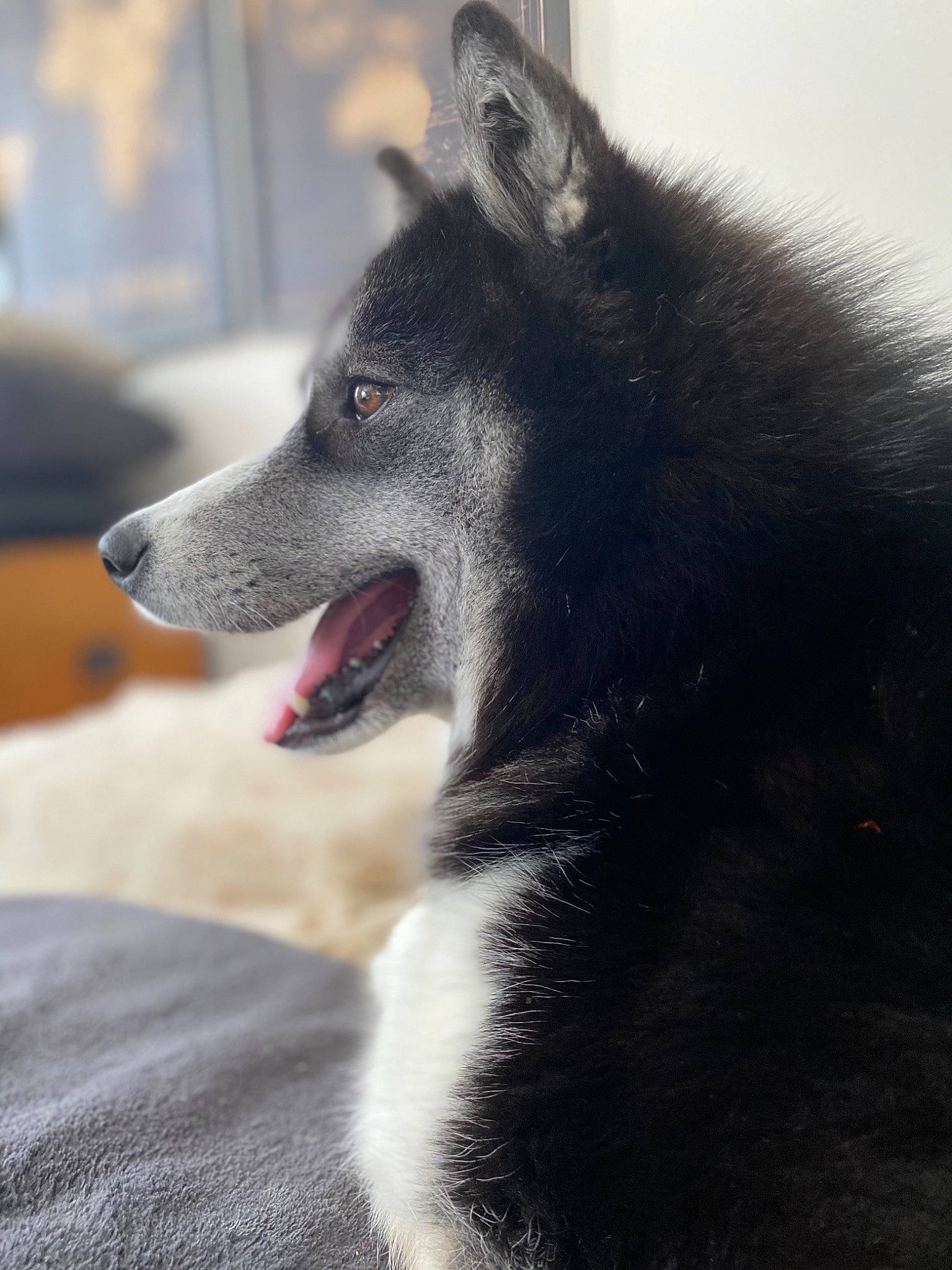 Roxy a rejoint le concours — aidez-le/la à gagner de superbes lots ! canis, carnivore, companion_dog, dog, dog_breed, fur, grey, herding_dog, jaw, non_sporting_group, snout, terrestrial_animal, whiskers, working_animal, working_dog