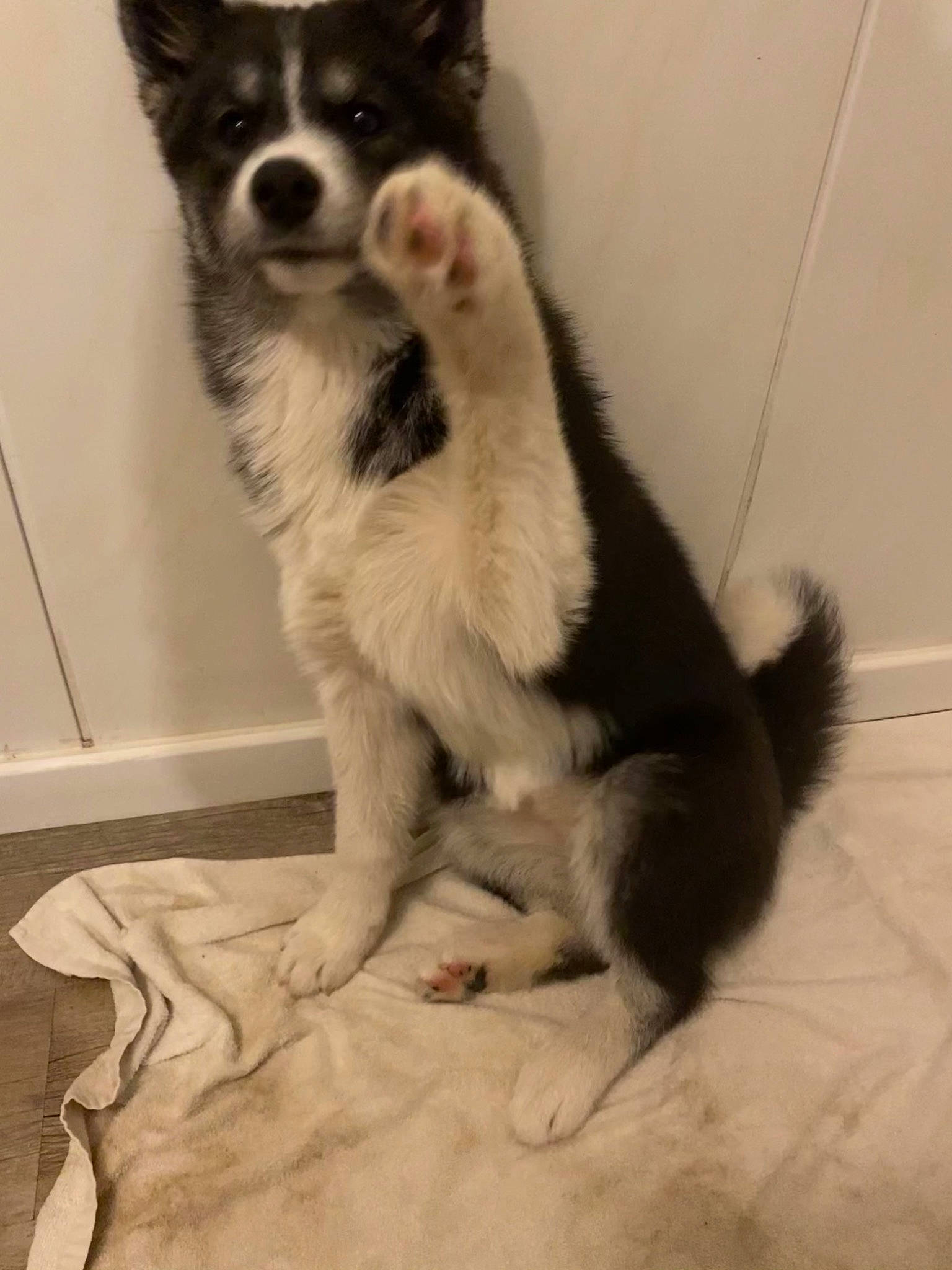 Roxy a rejoint le concours — aidez-le/la à gagner de superbes lots ! ancient_dog_breeds, balance, border_collie, canidae, carnivore, companion_dog, dog, dog_breed, dog_supply, fur, herding_dog, non_sporting_group, paw, puppy, snout, sporting_group, tail, whiskers, working_animal, working_dog