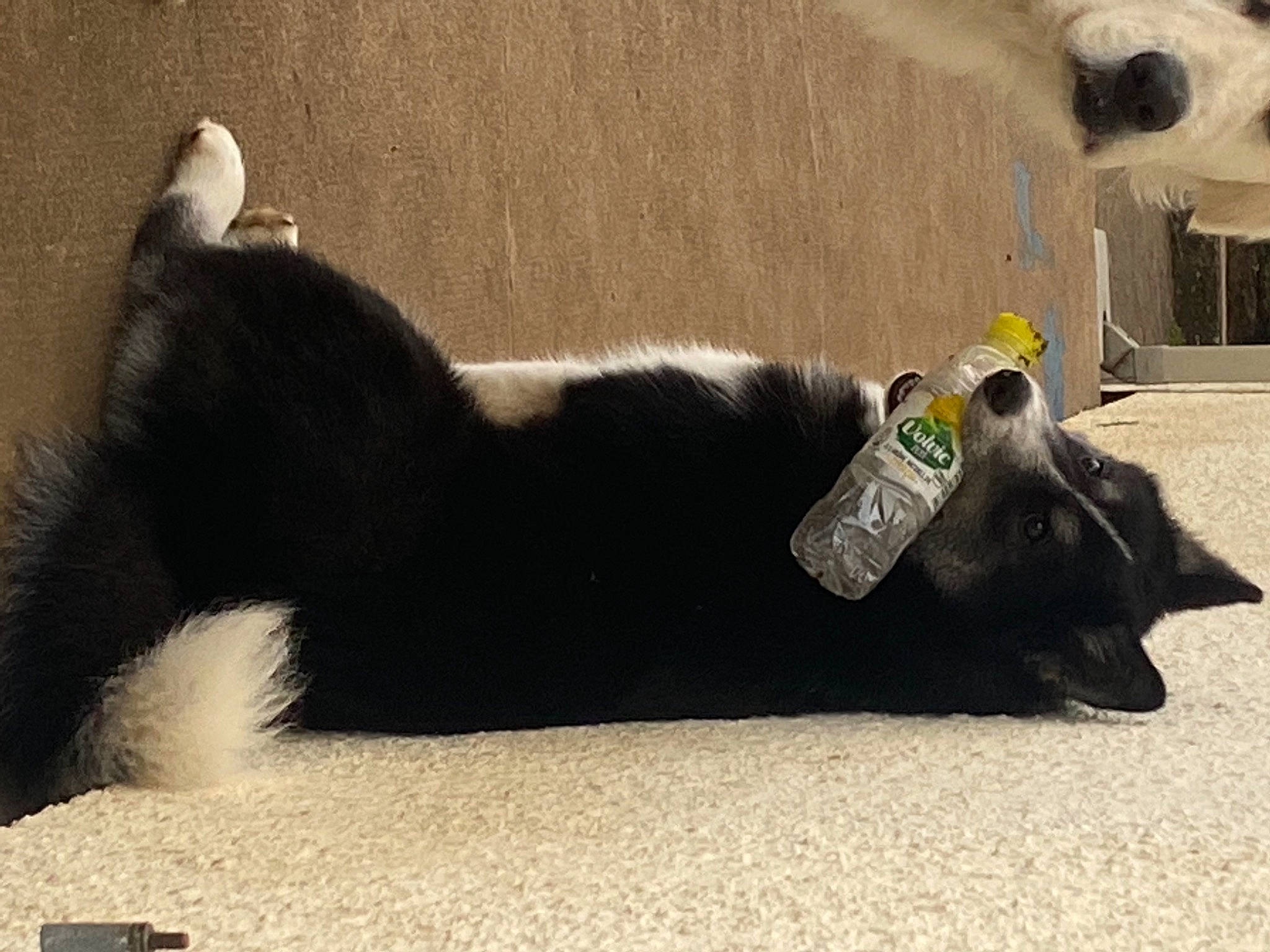 Roxy participe au concours pour gagner de l'argent avec cette photo : asphalt, canidae, carnivore, collar, comfort, companion_dog, dog, dog_breed, fawn, felidae, paw, pet_supply, road_surface, small_to_medium_sized_cats, snout, sporting_group, tail, terrestrial_animal, whiskers, working_animal