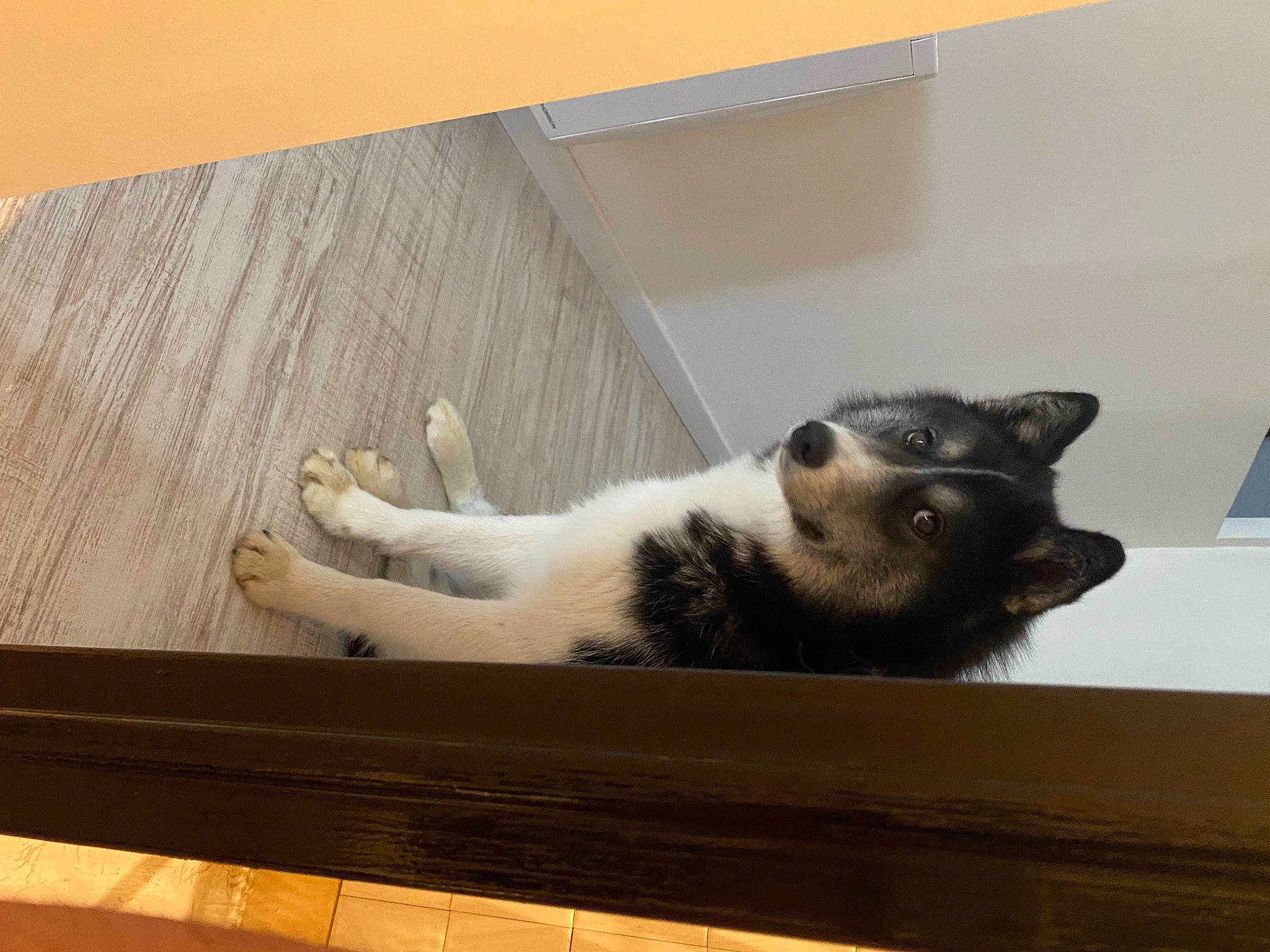 Roxy a rejoint le concours — aidez-le/la à gagner de superbes lots ! carnivore, cat, cat_supply, comfort, domestic_short_haired_cat, felidae, floor, flooring, fur, hardwood, paw, pet_supply, plywood, rectangle, room, small_to_medium_sized_cats, table, tail, whiskers, wood