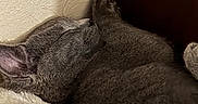 Diamond is registered to the contest to win money with this photo: animal, blanket, cat, closeup, corner, cozy, cute, domestic_cat, fur, furry, gray_cat, indoor, nap, pet, quiet, relaxed, resting, sleeping, soft_texture, whiskers