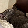 Diamond is registered to the contest to win money with this photo: animal, blanket, cat, closeup, corner, cozy, cute, domestic_cat, fur, furry, gray_cat, indoor, nap, pet, quiet, relaxed, resting, sleeping, soft_texture, whiskers