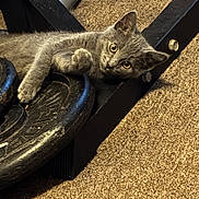 Diamond is registered to the contest to win money with this photo: animal, carpet, cat, close_up, curious, cute, exercise, feline, fitness, floor, gray_cat, gym_equipment, indoor, looking, metal, paw, pet, relaxing, resting, weight_plate