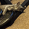 animal, carpet, cat, close_up, curious, cute, exercise, feline, fitness, floor, gray_cat, gym_equipment, indoor, looking, metal, paw, pet, relaxing, resting, weight_plate