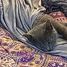 Diamond is registered to the contest to win money with this photo: animal, bedspread, blanket, cat, cozy, cute, ears, eyes, fur, gray_blanket, gray_cat, indoor, lying_down, patterned_bedspread, pet, purple, relaxed, resting, soft, yellow