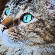 Gucci participe au concours pour gagner de l'argent avec cette photo : cat, close_up, curious, detail, eye, face, feline, fur, green_eyes, long_hair, looking_up, macro, muzzle, nose, pet, portrait, soft_texture, striped, tabby, whiskers