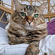 Gucci a rejoint le concours — aidez-le/la à gagner de superbes lots ! animal, cat, chair, close_up, comfort, cushion, domestic_cat, feline, fur, green_eyes, household, indoor, paw, pet, portrait, relaxed, resting, tabby_cat, whiskers, wicker