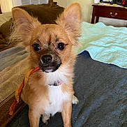 Sophia is registered to the contest to win money with this photo: dog, small_dog, pet, chew_stick, bed, blanket, indoor, ears, fur, collar, curious, animal, canine, brown_fur, white_paws, wooden_furniture, air_conditioner, nightstand, cozy, bedroom